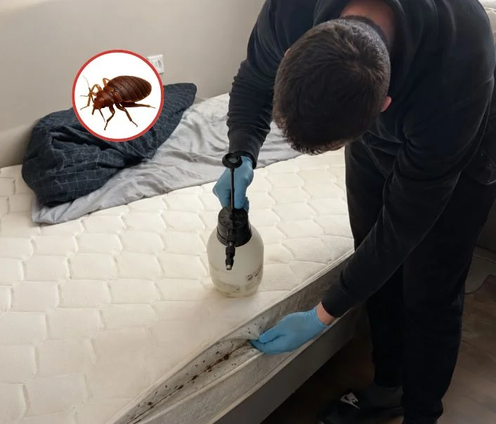 Technicien traitant un matelas contre les punaises de lit à Gennevilliers